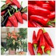 image 1 of Thompson & Morgan Mixed Chilli Pepper Plants - 6x 9cm Potted - Greenhouse Patio Kitchen Growing