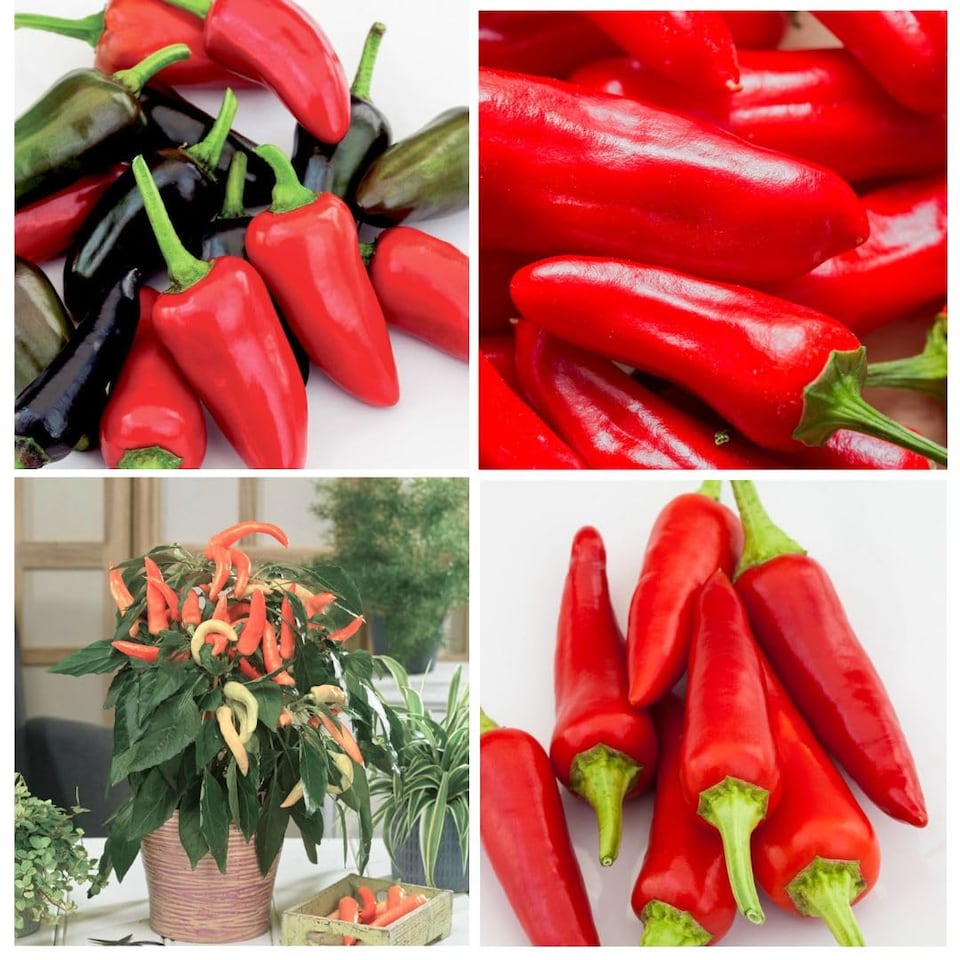 image 1 of Thompson & Morgan Mixed Chilli Pepper Plants - 6x 9cm Potted - Greenhouse Patio Kitchen Growing