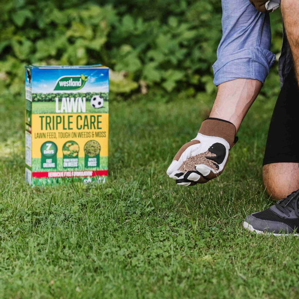 image 1 of Aftercut Westland Triple Care Lawn Feed  Rapid Greening, Moss & Weed Control, Small Granules | Brown | 1 x 350sqm Bag