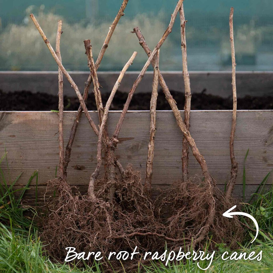 image 1 of Marshalls Garden Thornless Raspberry 'Autumn Treasure' UK-bred 10 bare root