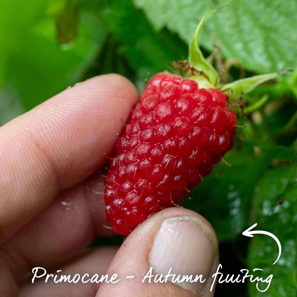 image 1 of Marshalls Garden Thornless Raspberry 'Autumn Treasure' UK-bred 10 bare root