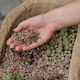 image 2 of Westland Potting Grit For Compost Mixing or Pot Topping - 20Kg