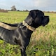 image 9 of HugglePets Tactical K9 Endurance Dog Lead N/A