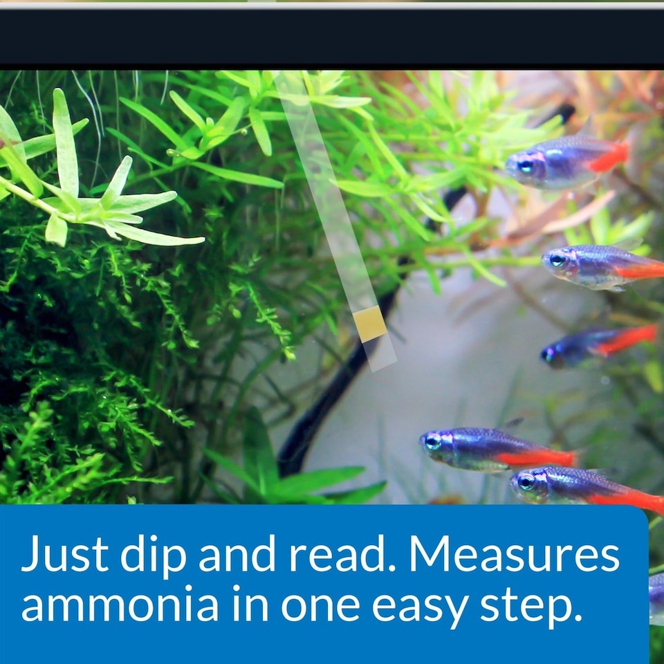 API Ammonia Test Strips Pack of 25 Pack of 4 Aquarium Water Test Strips ...