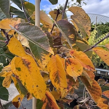 Malus Tschonoskii Columnar Crab Apple Tree 5-6ft in a 7.5 Litre Pot By Direct Plants