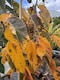 image 1 of Malus Tschonoskii Columnar Crab Apple Tree 5-6ft in a 7.5 Litre Pot By Direct Plants
