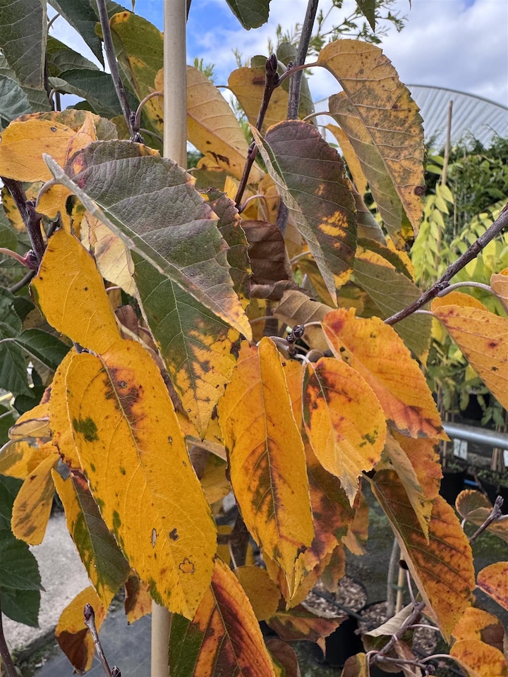 image 1 of Malus Tschonoskii Columnar Crab Apple Tree 5-6ft in a 7.5 Litre Pot By Direct Plants