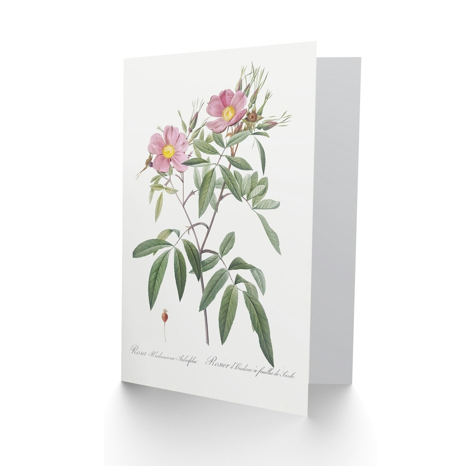 image 1 of Pierre-Joseph Redouté Art Card Hudson Swamp Rose Flowers