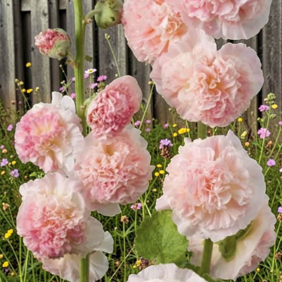 image 1 of Carbeth Plants 2 x Alcea Apple Blossom in 1L Pot - Hardy Hollyhock Cottage Garden Perennial Plant | Multi