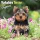 image 1 of Yorkshire Terrier Puppies 2026 Calendar | Square Wall Calendar | Dog Breed Gift | Plastic Free Packaging | by Avonside Publishing