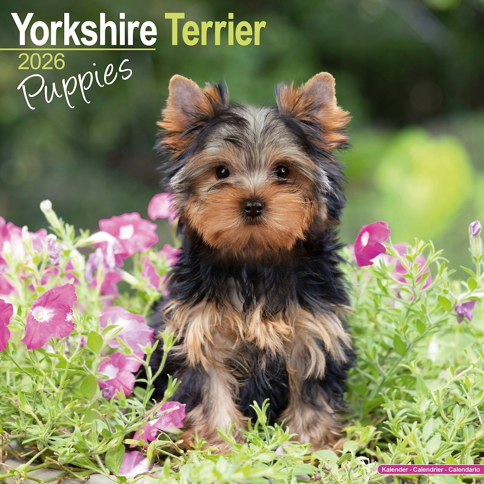image 1 of Yorkshire Terrier Puppies 2026 Calendar | Square Wall Calendar | Dog Breed Gift | Plastic Free Packaging | by Avonside Publishing