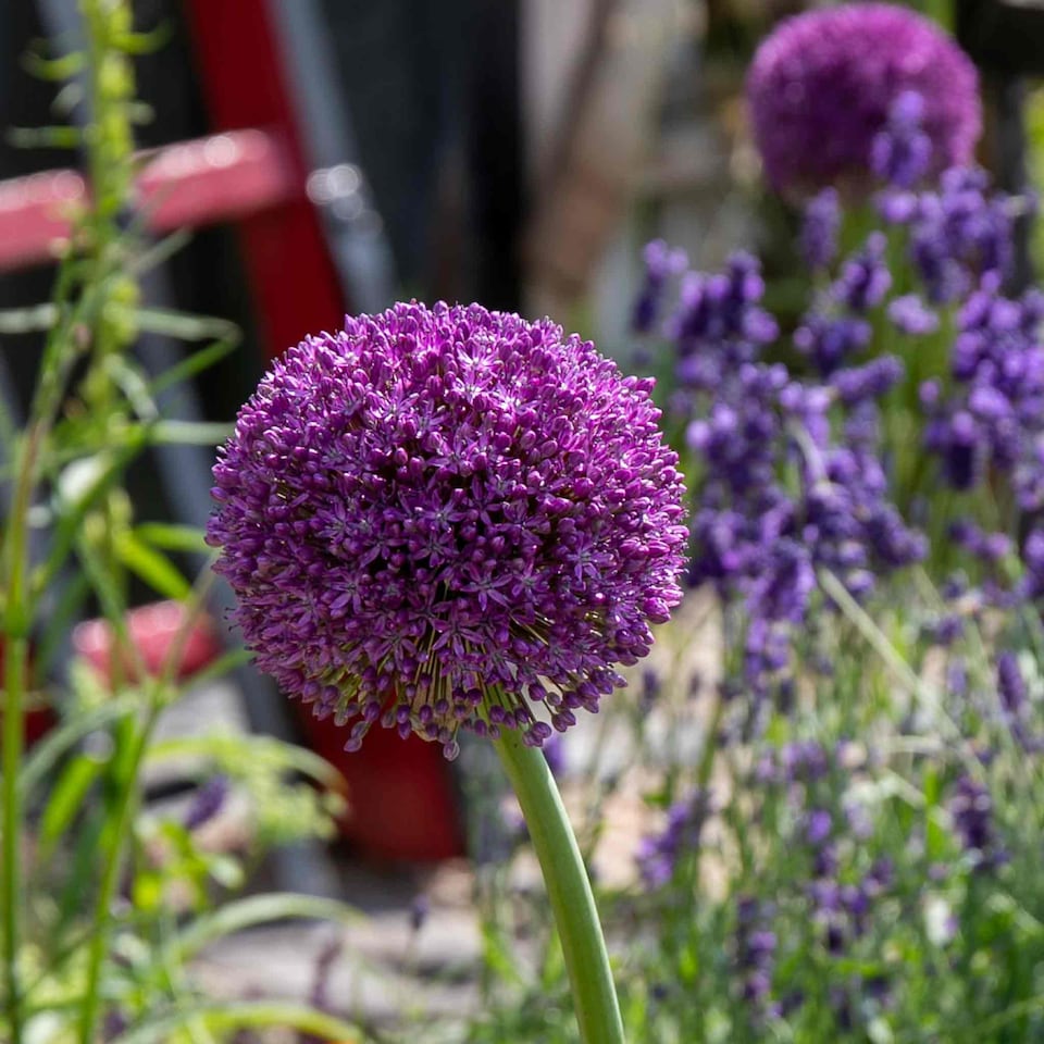 image 1 of Marshalls Garden Allium 'Purple Sensation' Bulbs, 10 Pack