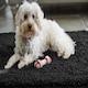 image 5 of Howler & Scratch Shaggy Rug Black 80x120