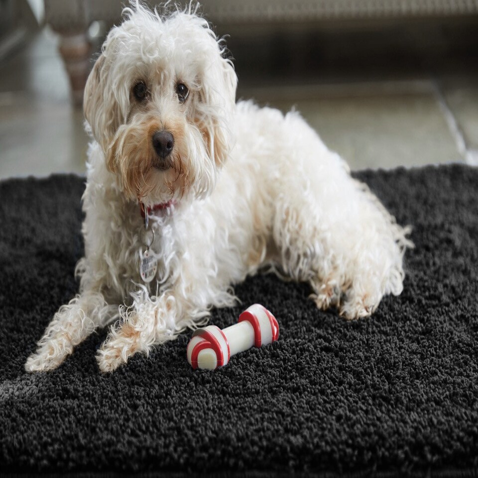 image 1 of Howler & Scratch Shaggy Rug Black 80x120