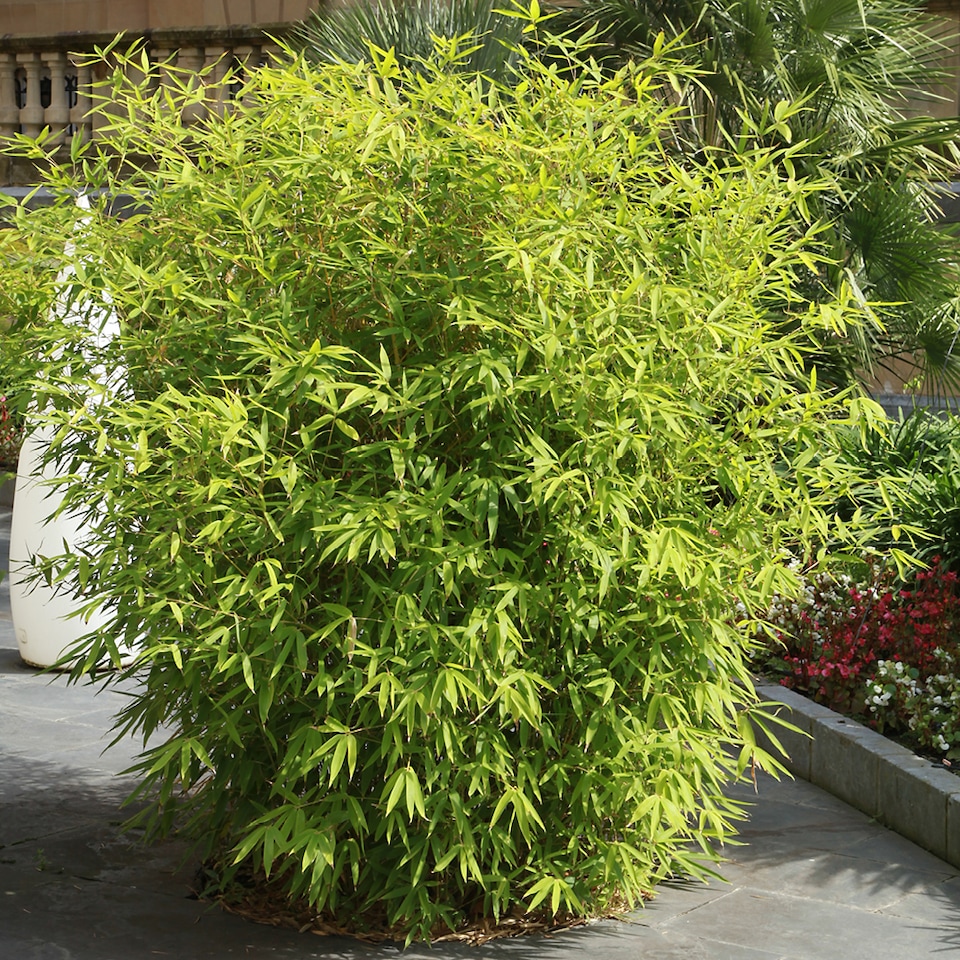 image 1 of YouGarden Pair of Fargesia rufa 'Fountain' Bamboo, Established Plants in 2L Pots, Supplied Already 50cm Tall and Ready to Plant