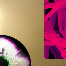 Andrea Taeggi LP - Mycorrhiza