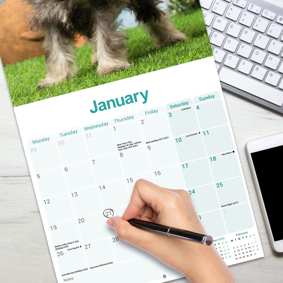 image 1 of Schnauzer Miniature 2026 Calendar | Square Wall Calendar | Dog Breed Gift | Plastic Free Packaging | by Avonside Publishing