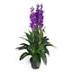 image 7 of Artificial 100cm Cymbidium Orchid Plant - Extra Large - Purple Flowers