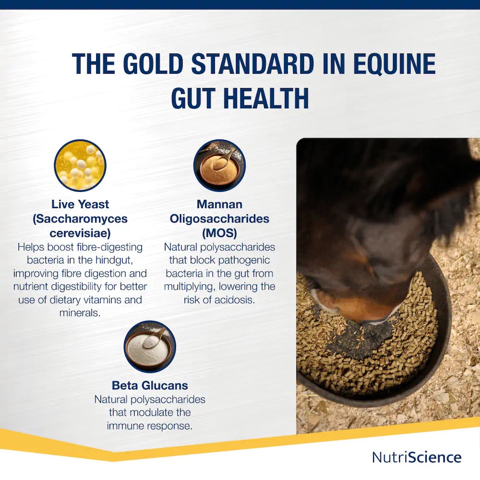 image 1 of NutriScience Horse Gut Gold Supplement Digestive Aid Probiotic Powder Ulcer Support Performance 4.5kg