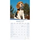 image 3 of Beagle 2026 Calendar | Square Wall Calendar | Dog Breed Gift | Plastic Free Packaging | by Avonside Publishing