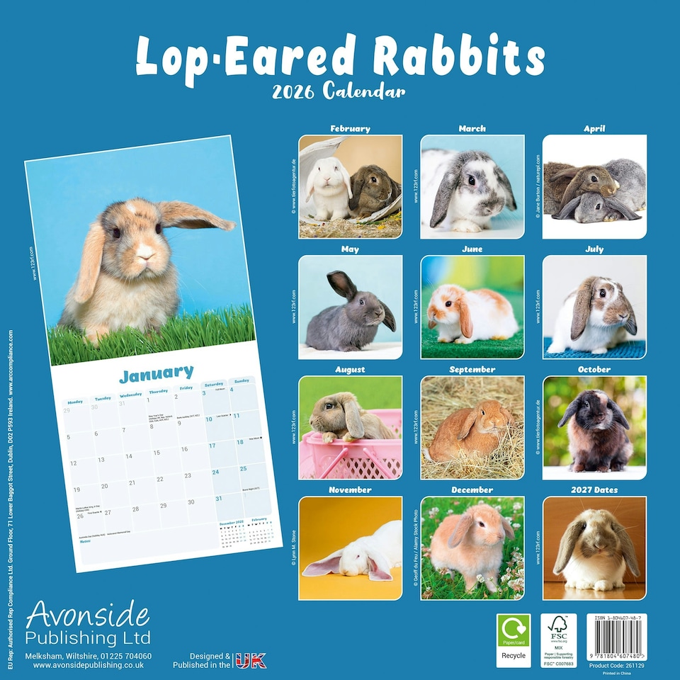image 1 of Lop Eared Rabbits 2026 Calendar | Square Wall Calendar | Animal Gift | Plastic Free Packaging | by Avonside Publishing