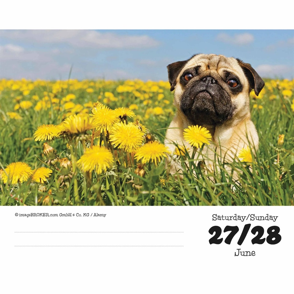 image 1 of Pugs Desk Calendar 2026, Desk Calendars, Day To View, Dogs, Gift