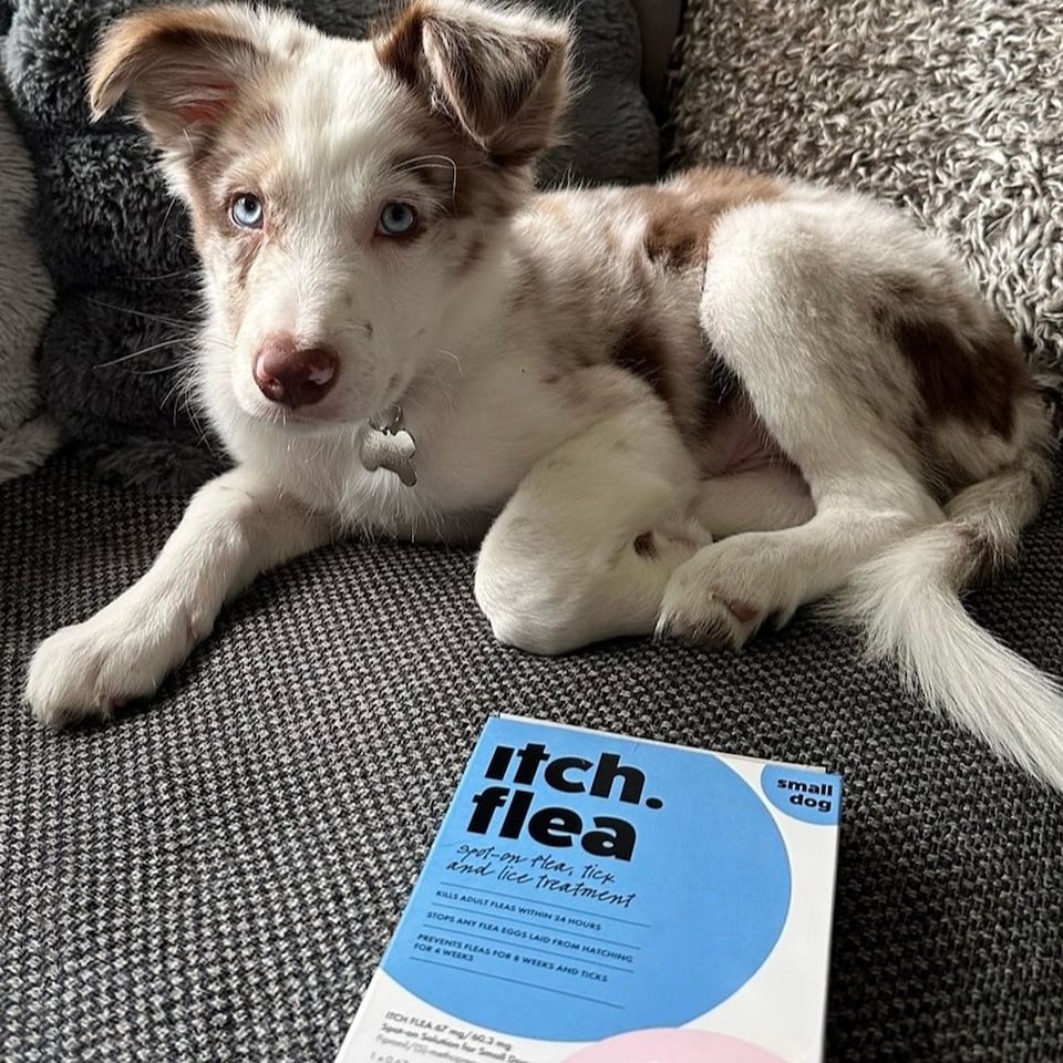 image 1 of Itch Flea Small Dog Flea & Tick Spot On Treatment 2 Pipette (2-10kg)