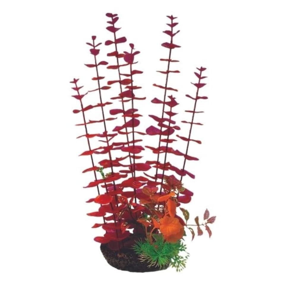 Aquarium Boxed Plant Mix 4 - 35cm