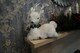 image 7 of 25cm Christmas Tabletop Decorated with Pines Berries Showpieces decoration, White Lying Deer