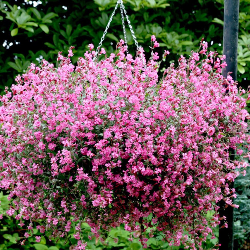 image 1 of Silene Sibella Carmine | Multi | Pink | Flower Seeds | 1