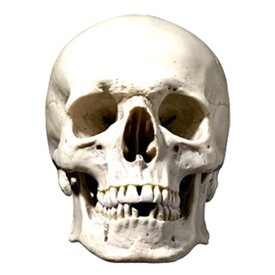 Skull Halloween Cardboard Face Mask