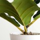 image 4 of 38cm Potted Artificial Fiddle Fig Plant