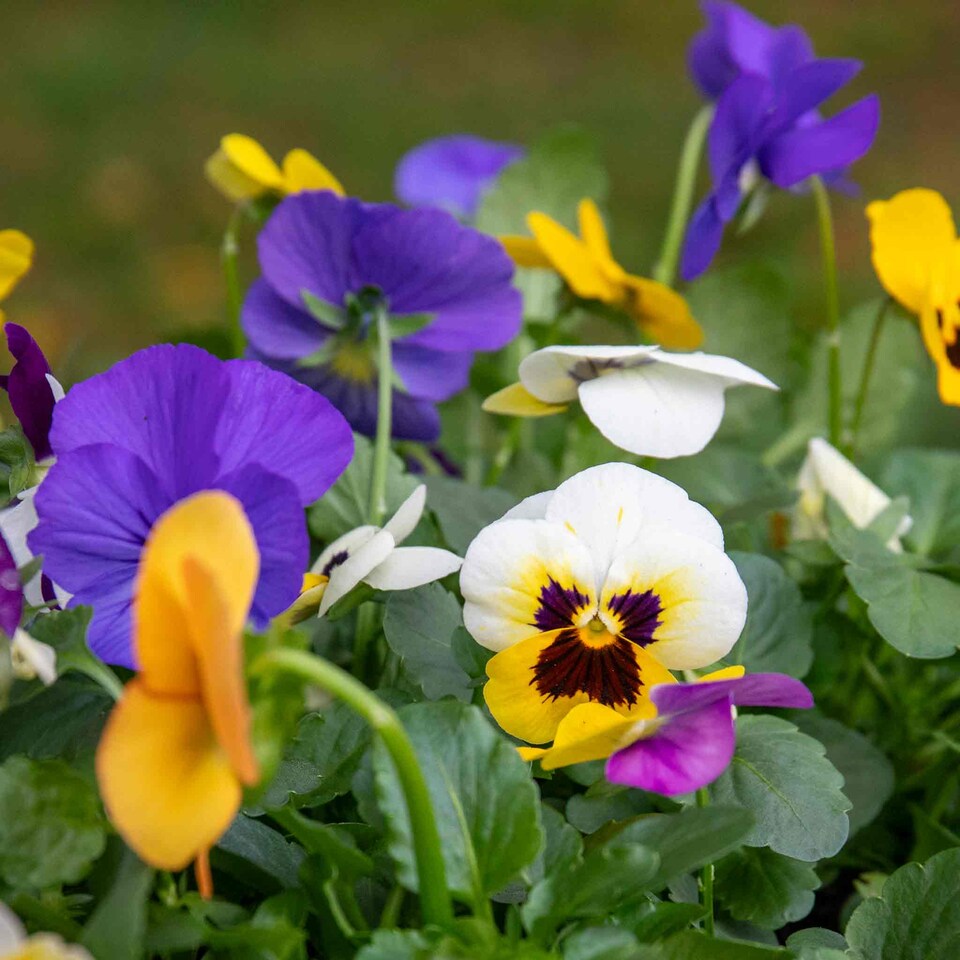 image 1 of Viola 'Sorbet Mix' - Garden-ready plugs, winter to early spring blooms