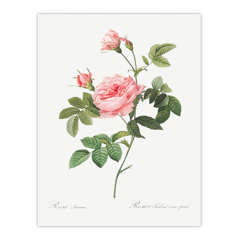 image 1 of Pierre Joseph Redoute Framed Wall Art Boursault Rose Vintage Floral Home Décor