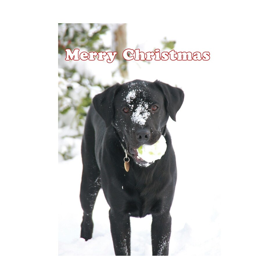 Kevin Milner Labrador In The Snow Christmas Card - White/Black/Green - One Size