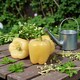 image 1 of Carbeth Plants 3 x Bell Pepper Golden Star Vegetable Plant - 9cm Pot - Easy Grow Kitchen Garden