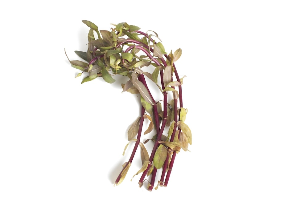 image 1 of Rice Paddy Herb (Limnophila aromatica) - Live Aquarium Plant for Midground Planting, Low Light - Fish Tank Plant