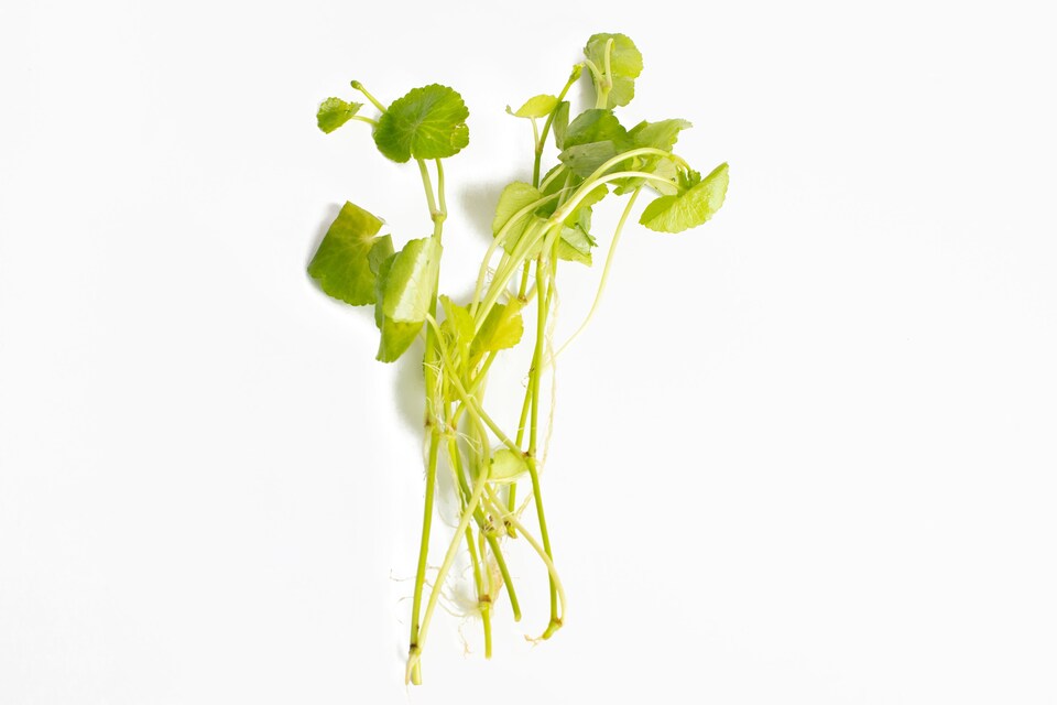 image 1 of Brazilian Pennywort (Hydrocotyle leucocephala) - Live Aquarium Plant for Midground Planting, No CO2 Needed - Fish Tank Plant