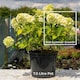 image 4 of Marshalls Garden Hydrangea 'Mojito' 7.5L Compact Green-Flowering Shrub | Green | Green | 7.5L Plants
