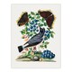 image 1 of Northern Wheatear and Mourning Cloak Bolton Huge Wall Art Print 18X24 In