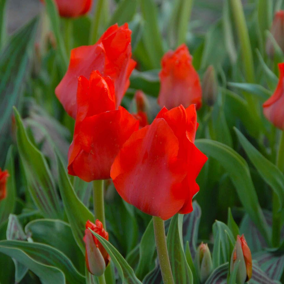 image 1 of Marshalls Garden Tulip Bulbs 'Red Riding Hood' (10 Bulbs)