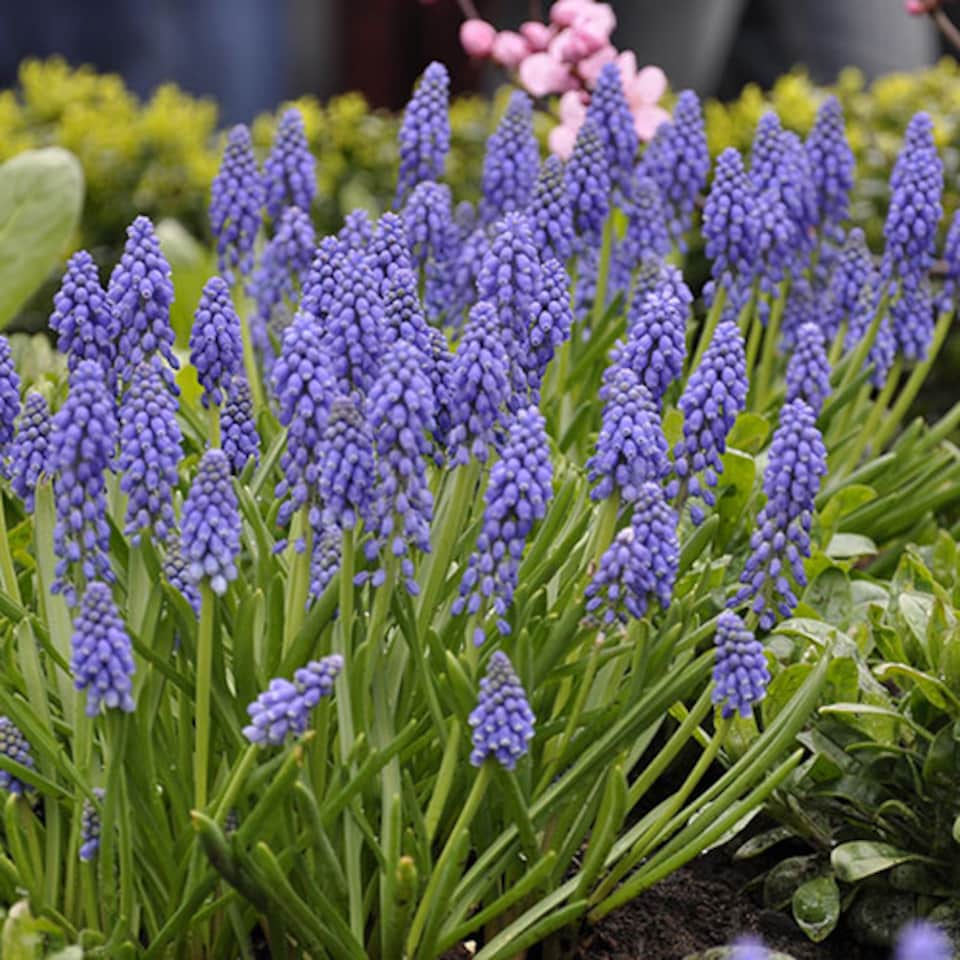 image 1 of You Garden - Spring Flowering Bulb Mixed Pack, 600 Bulbs, 7 Varieties, Bulk Buy Collection (600 Bulbs)