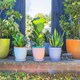 image 4 of Nicola Spring Hand-Printed Plant Pots with Saucers - 20.5cm - 3 Colours - Pack of 3 | Multi | Multi