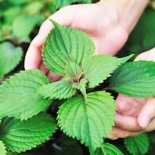 Perilla frutescens Britton Korean Perilla Herb Beefsteak Aromatic Culinary Annual 200 Seeds by Thompson & Morgan
