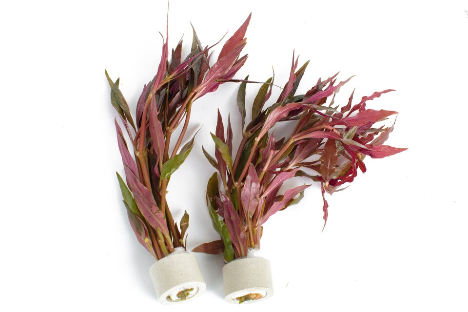 image 1 of Scarlet Temple (Alternanthera reineckii) - Live Aquarium Plant for Midground Planting, Red Foliage - Fish Tank Plant