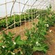 image 2 of True Products Jute Heavy Duty Pea Bean Netting For Climbing Plants 50mm 1m x 5m