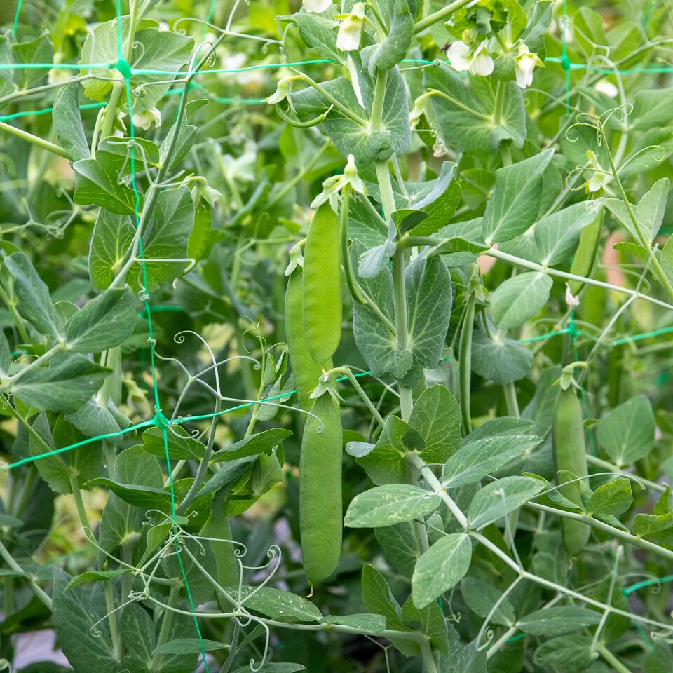 image 1 of Marshalls Garden Mangetout Pea Seeds 'Delikata' 200 seeds