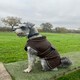 image 10 of HugglePets Arctic Armour Dog Coat Red | M