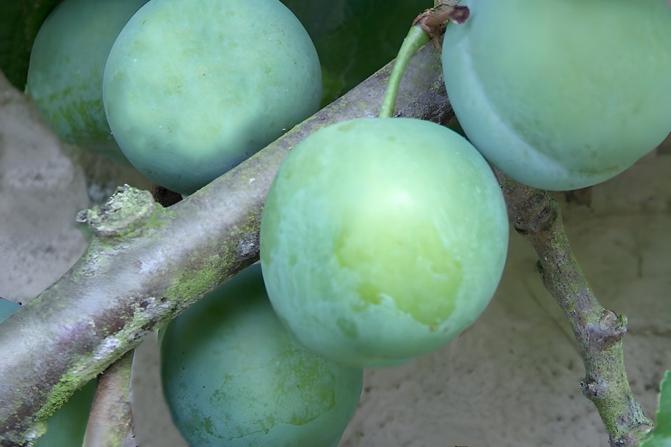 image 1 of Gage 'Cambridge' Tree - Richly Flavoured Dessert Variety