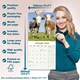 image 6 of Cows 2026 Calendar | Square Wall Calendar | Farm Animal Gift | Plastic Free Packaging | by Avonside Publishing